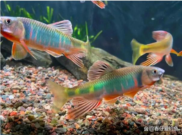 渐行渐远的10种淡水鱼,在80年代并不稀奇,有的令人望而却步