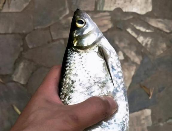 广西一男子钓获"巨型"白条鱼,看着快1斤了,网友:这是白条?