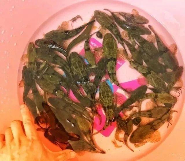 我们这儿叫它"石头鱼",曾是鸡鸭鹅的口粮,如今却"千金难买"