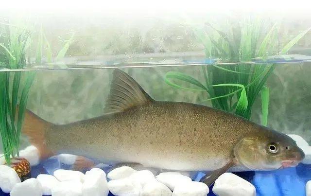 它腹部有裂纹,四川特有名贵冷水鱼,因头骨内暗藏"宝剑"出名