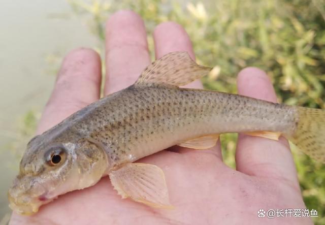 在这些水域中,棒花鱼通常选择平缓且有沙石底质的区域作为栖息地.