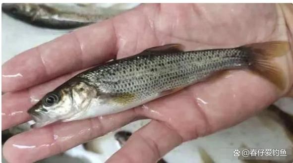 "泥鳅"已是保护鱼类?不,它叫金沙鲈鲤,我国特有珍稀物种