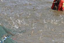 对虾塘蓝藻多可以不喂虾料吗？对虾塘蓝藻怎么控制？纯干货快收藏