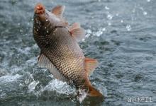 鱼塘亚硝酸盐过高会死鱼吗？亚盐氨氮高怎么降？及时止损最重要