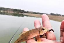 初夏钓鱼小杂鱼闹钩怎么办？改变这几方面，小鱼窝中钓大鱼