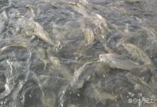 鲈鱼塘蓝藻爆发怎么办？蓝藻治理最有效的药物？这样治理不复发