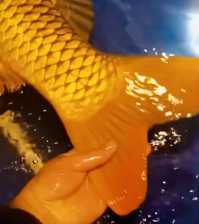 一条黄河大鲤鱼1000多,南方人闻都不闻的鱼,到北方为何成抢手货