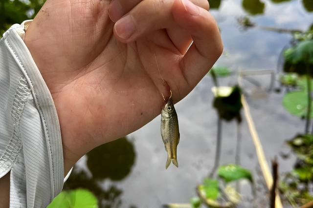 水流太快浮漂站不住怎么办?教你绷尖钓法,水越急钓到的鱼越大