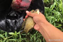 夏季钓鱼小窍门，记住这“4钓4不钓”，轻松实现鱼获翻倍