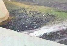 四川多地鲴鱼“泛滥”，徒手都能抓起，当地人一脸嫌弃，为啥？