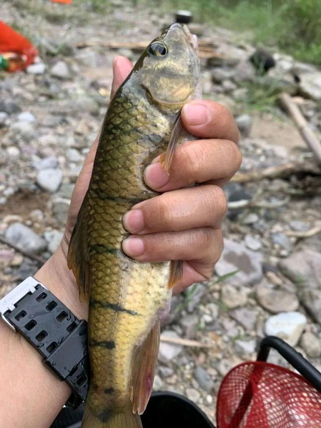 2022年6月4日晚上,淳安县第二人民医院急诊来了一位腹痛,恶心呕吐