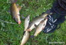 夏季野钓窝料推荐，野钓鲫鲤青草和溪流钓