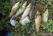 夏季野钓大鱼，4个玉米面通杀饵料，成本低效率高