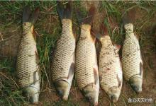 野钓大鲤鱼，这样几个时机别错过，吃钩快咬钩猛