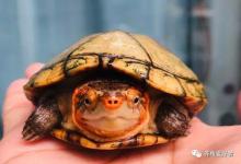 龟圈里面五个“不可能”的龟律，揭穿骗局就用它