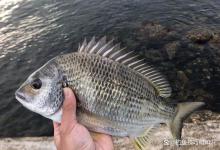 黑鲷在夏季的5个觅食特点，钓黑鲷基础知识