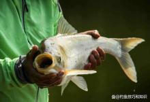 野钓鲢鳙选鱼饵的5句口诀，配出好用的鱼饵