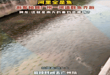 广州一河道鱼群泛滥，北方表示“震惊”，南方网友：看看这是啥鱼