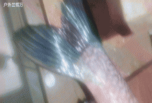 钓友清理鱼肚子，掏出4颗玉石吊坠，网友：是不是自己放的？