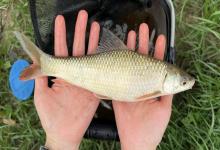 秋天急流区鱼儿多，绷尖钓法全套攻略，水越急鱼越大！