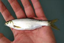 如何快速钓小白条？快速钓取小白条的秘诀！