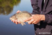 中秋时节野钓大鲫鱼的最佳用饵方法