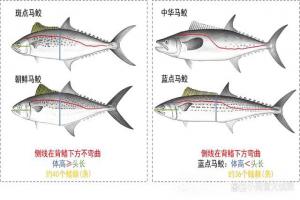 只要学会这三步，包你能够分辨鲅鱼与马鲛鱼的区别