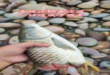 重庆男子钓中草鱼，遛鱼途中被咬掉半截，网友：遇上“水老虎”了