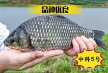 中科5号鲫鱼的习性和钓法，钓中科五号秘诀