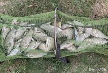 秋季野钓大鲫鱼，4个长效窝料配方，20米内排队进窝