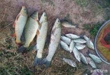 晚秋野钓大鱼，2种钓法要要常用，防风防杂鱼