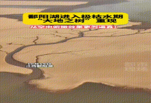 鄱阳湖重现“大地之树”，大量鱼类搁浅，当地已组织力量“救鱼”