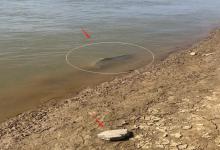 江西男子遭鱤鱼“调戏”，人靠近就游走，人一走又搁浅，引路鱼？