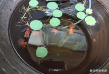 硝化细菌、杀菌灯、蛋白棉等等，很多水族用品是不是智商税？