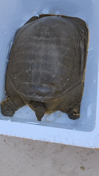 山东女子捕获"百岁鳖王",思虑后给放了!