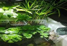 龟缸选哪种好？8种常见养龟容器优缺点大PK，第6种最受欢迎