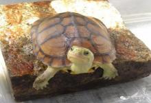 龟界中“四大天王”！看看你的爱龟上榜没？保证你服气