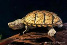 龟圈新老交替，剃刀、红面蛋龟、黄缘为何逆袭？果核突然失宠？