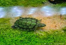 乌龟养死很正常？养龟人容易犯的5大误区