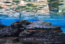 这5个爱龟的行为，正在悄悄杀死你的龟！90%养龟人都踩过的误区