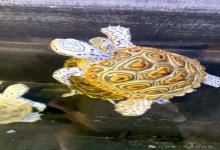 龟常年暴毙的锅，估计得你背！3大喂食误区，让龟肠胃“罢工”