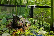养龟10年零换水？揭秘懒人养龟终极秘诀，省下90%冤枉钱