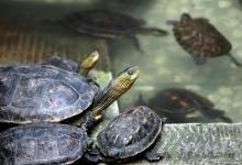 养龟人的8大经典谎言，第6个骗了所有人！你中招了吗