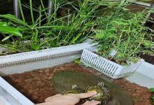 “不用换水”的生态龟缸为何总养小龟？博主不敢说的龟类生存危机