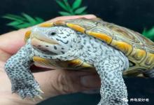 被乌龟咬=粉碎性骨折？实测18种龟咬疼痛等级，最后一种不得了