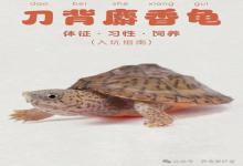 想养蛋龟却怕被割韭菜？这5种高性价比蛋龟，闭眼入不踩雷