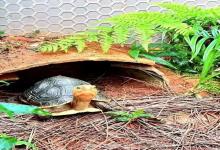 养龟人最大的阻碍不是钱和时间？99%的玩家都败给了它