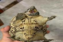 养蛋龟的朋友注意！你的蛋龟可能正在“谋杀”你！养龟人的安全警示