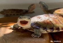 龟圈五大刺客,每一只都是“童年白月光，成年噩梦王”