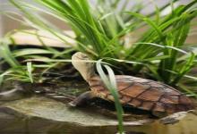 龟龟的隐秘日记：就算煮了它也不说的10个保命技巧！第5点太颠覆